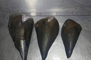 인천창고 - 키조개 대 1미 / 바다의 대왕조개