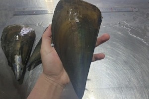 인천창고 - 키조개 중 1미/ 바다의 대왕조개