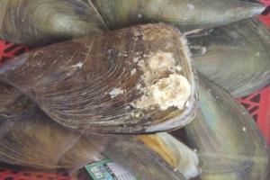 인천창고 - 키조개 소 1미/ 바다의 대왕조개