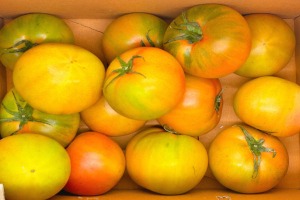 [무료배송] 단독[책임류진우] - 대저 단짠토마토 대과 2.5kg/ 단맛, 신맛, 짠맛을 모두 느낄 수 있는 프리미엄 단짠 토마토.